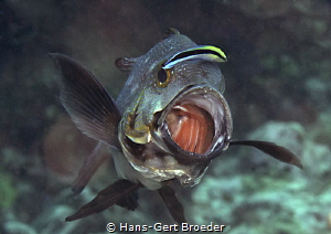Black snapper
Come in !!
Bunaken islands, Sulawesi, 


 by Hans-Gert Broeder 